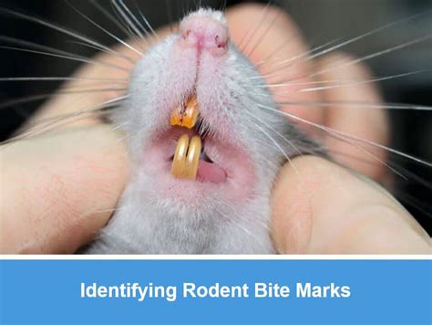 identifying rodent bite marks critter stop