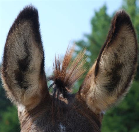 donkey ears  mane stock photo image
