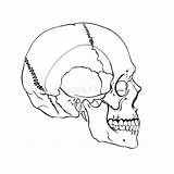 Cranio Umano Human Anatomicamente Disegnata Corretto Anatomically sketch template