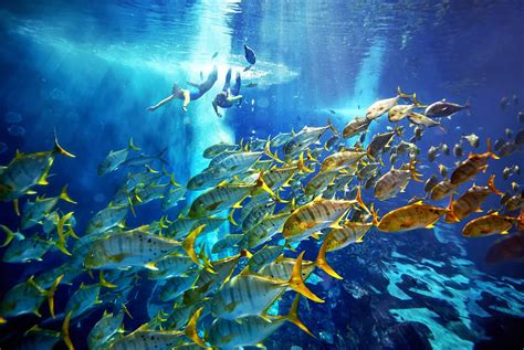 places   scuba diving  dubai visit dubai