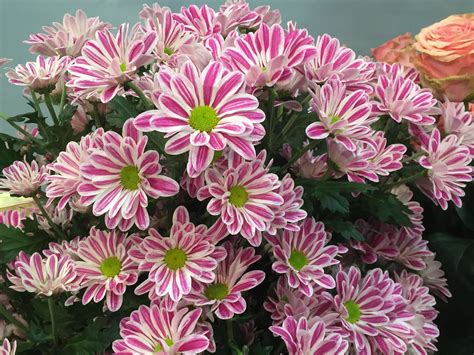 dekker chrysanten zoekt vanwege brexit naar nieuwe markten  oost europa hortipoint