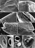 Afbeeldingsresultaten voor "trypetesa Lampas". Grootte: 150 x 204. Bron: www.researchgate.net