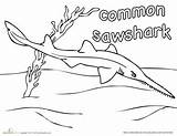 Shark Coloring Pages Sawshark Education Week Sharks Common Drawing sketch template