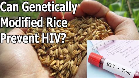 Can Genetically Modified Rice Prevent Hiv To Be Infinity Youtube