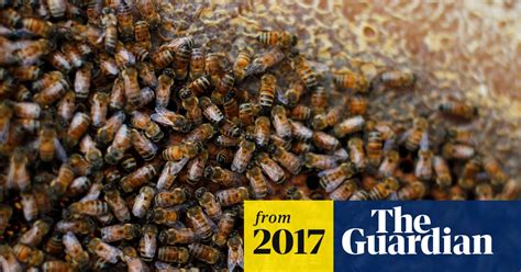 victorian gardener dies after attack by bee swarm australia news