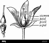 Pistil Flower Sepal Stamen Petal Parts Structure Shows Plant Cut Having Second Three Alamy sketch template