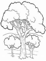 Jungle Arbre Deciduous Baum Coloriages Leaves Malvorlagen Bonsai Contours sketch template