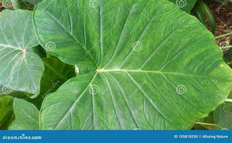 elephant ear leaf textured closeup stock photo image  closeup