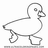 Duck Ausmalbilder Ente Pato Colorare Outline Duckling Cute Anatroccolo Anatra Ultracoloringpages sketch template
