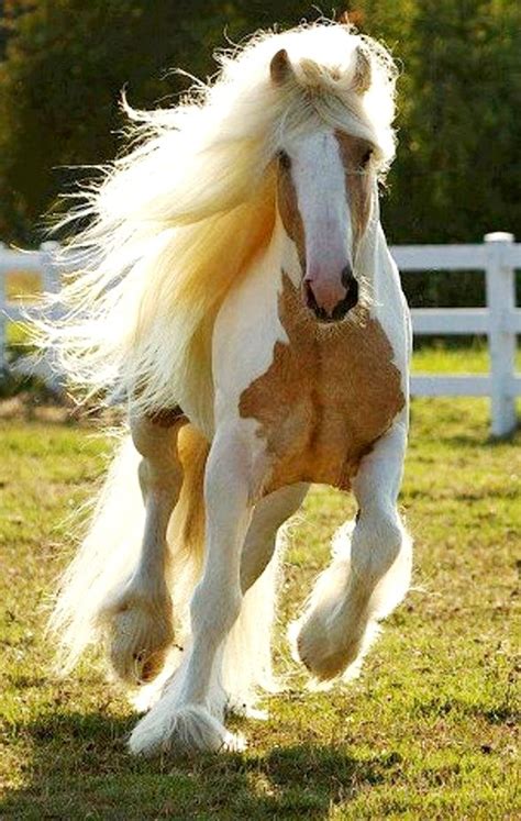 gypsy vanner horse  long mane  tail  feathers horses pinterest beaux chevaux