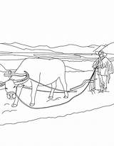 Arando Terra Boi Agricultor Buey Plowing Cultivando Hellokids Pintar Famer Fazendeiro Bueyes Tudodesenhos Raton Paisaje sketch template