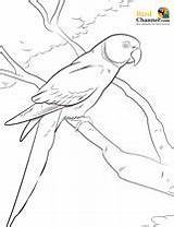 Parakeet Necked Parrot sketch template