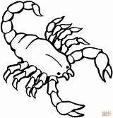 Ausmalbilder Skorpion Scorpion Ausmalbild Kostenlos Ausdrucken sketch template