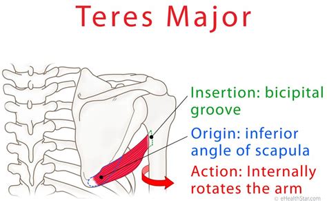 teres major origin insertion action tear  pain test ehealthstar