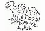 Vacas Comiendo Todoparacolorear sketch template