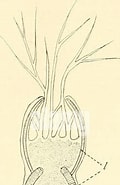 Afbeeldingsresultaten voor "aulographis Bicurvata". Grootte: 120 x 185. Bron: www.alamy.com