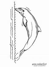 Dolphin Jumping Printcolorfun sketch template