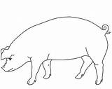 Pig Outline Coloring Drawing Farm Animals Sky Getdrawings sketch template