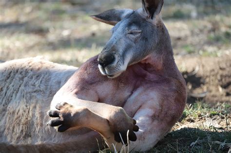 buff kangaroo  viral  flaunting giant muscles