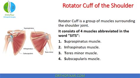 rotator cuff muscles sale websites save  jlcatjgobmx