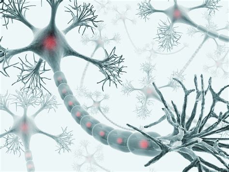 understanding neurons role   nervous system