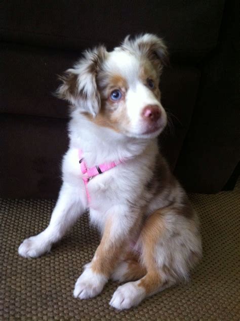 Red Merle Blue Merle Full Grown Mini Australian Shepherd