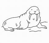 Walrus Coloring Pages Printable Kids Coloringbay sketch template