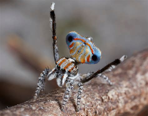 Peacock Spiders Discovered See Photos Of The New Species Time