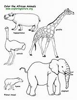 Coloring Animals Pages Grassland Popular African sketch template