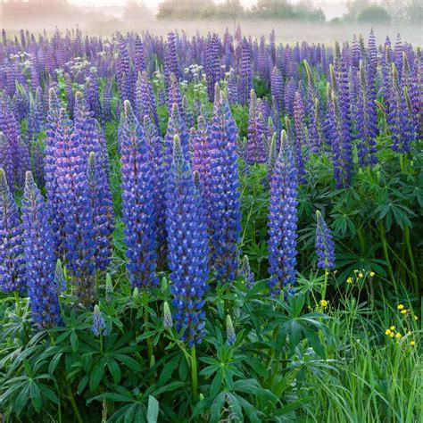 lupine seed lupinus perennis wild blue lupine wild flower seeds