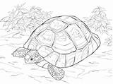 Tortoise Coloring Pages Gopher Realistic Drawing Draw Turtle Animals Printable sketch template