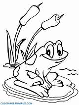 Frog Coloring Pages Grenouille Coloriage Google Kids Ca Animal Visit Colouring Shape sketch template