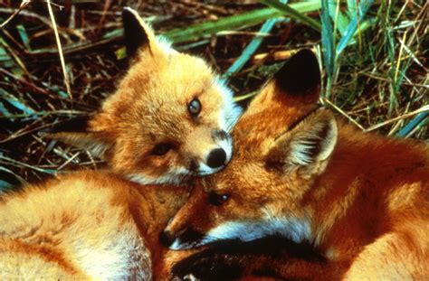 Free Picture Red Fox Kits