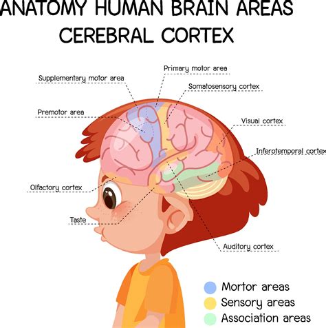 anatomy human brain areas cerebral cortex  label  vector art  vecteezy