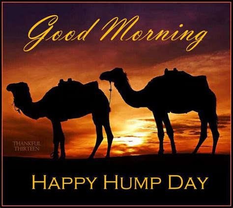Good Morning Happy Hump Day Camels Pictures Photos And