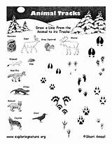 Tracks Matching Exploringnature Scouts Cub Northeast Footprints Scout Curated Reviewed Tracking Maine sketch template