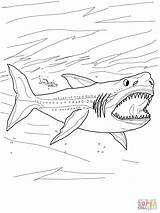 Megalodon Shark Coloring Pages Thresher Color Printable Para Colorear Colouring Dibujos Megalodonte Dibujo Tiburones Supercoloring Sharks Draw Megaladon Great Books sketch template