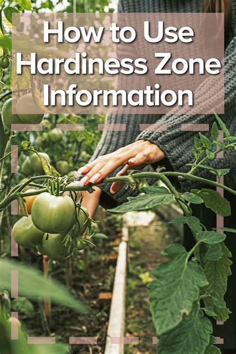 plant hardiness zones      garden planning gardening