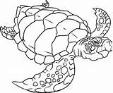 Coloring Turtle Sea Pages Printable Turtles Drawing Print Easy Preschoolers Color Loggerhead Detailed Colouring Realistic Snapping Leatherback Sheet Zoo Kids sketch template