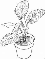 Pflanzen Ausmalbild Pflanze Blumentopf Malvorlage sketch template