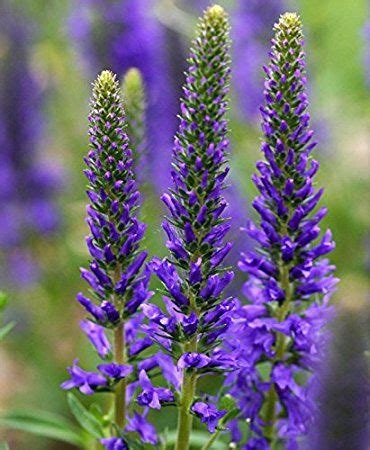 grosso lavender seeds  sale lavender varieties lavender seeds
