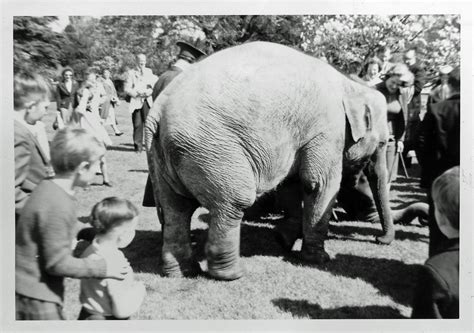 bristol zoo spring  wendy  indian elephant  chr flickr