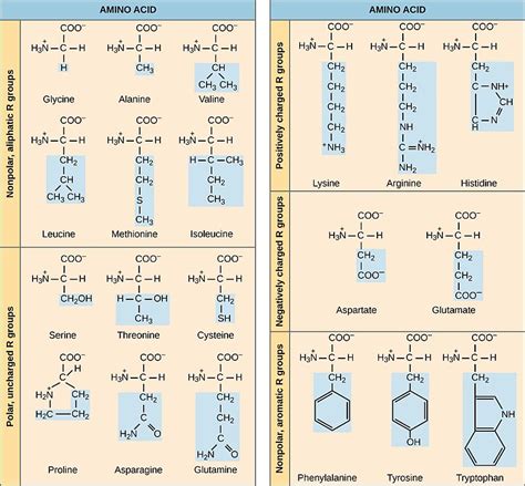 difference  polar  nonpolar amino acids compare