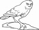 Kolorowanki Sowa Ptaki Owls Sowy Dla Druku sketch template
