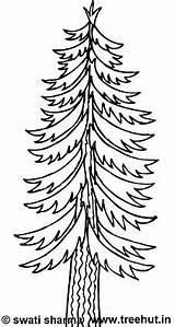 Coloring Pages Trees Printable Tree Deodar Pine Adult Clipart Set Treehut Butterfly Template Swati Wednesday Categories July Pm Posted 2010 sketch template