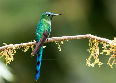 img long tailed sylph hummingbird san isidro lodge flickr
