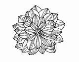 Dahlia Flower Coloring Flowers Coloringcrew sketch template