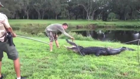 florida disc golfer bitten by alligator in pond fox news