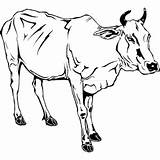 Cows Cow Sacred sketch template