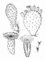 Cactus Drawing Drawings Pencil Choose Board Coloring sketch template